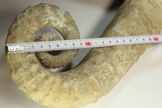 芸術的曲線を描く、モロッコアガディル産アンキロセラスアンモナイト化石（その10）