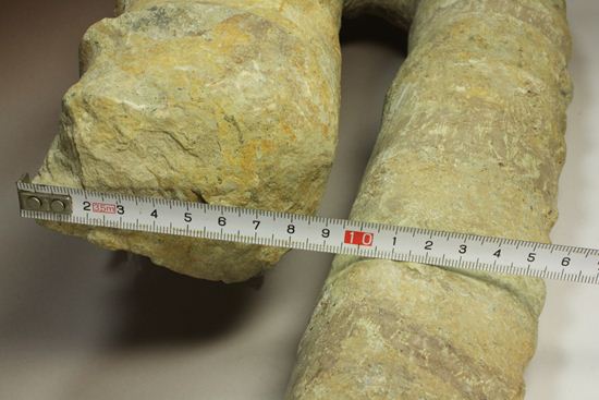 芸術的曲線を描く、モロッコアガディル産アンキロセラスアンモナイト化石（その9）