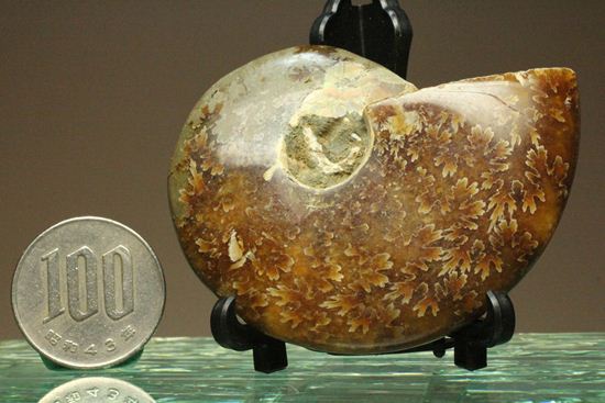 縫合線が3Dのように浮き出て見える!マダガスカル産クリオニセラス(その10)
