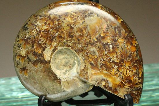 縫合線が3Dのように浮き出て見える!マダガスカル産クリオニセラス(その5)