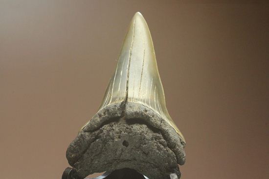 ぶ厚い！ヘビー級のアオザメの歯化石（その1）