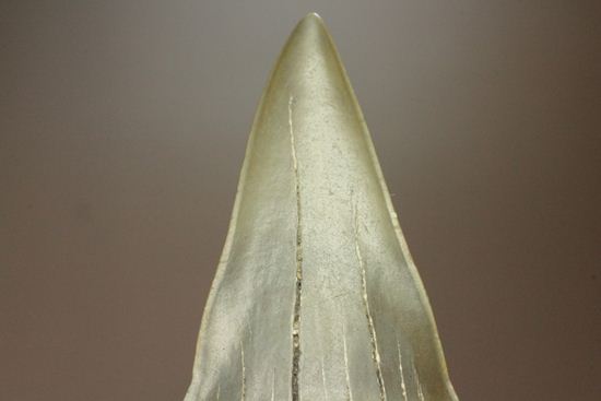 ぶ厚い！ヘビー級のアオザメの歯化石（その10）
