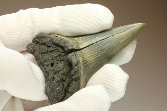 ぶ厚い！ヘビー級のアオザメの歯化石（その11）