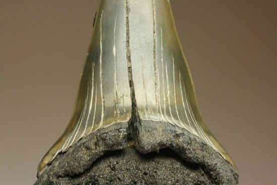 ぶ厚い！ヘビー級のアオザメの歯化石（その3）