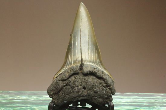ぶ厚い！ヘビー級のアオザメの歯化石（その5）