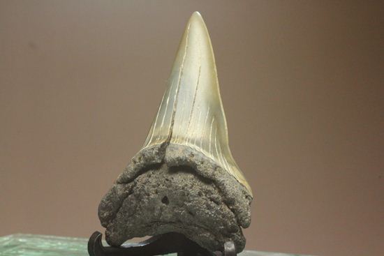 ぶ厚い！ヘビー級のアオザメの歯化石（その6）