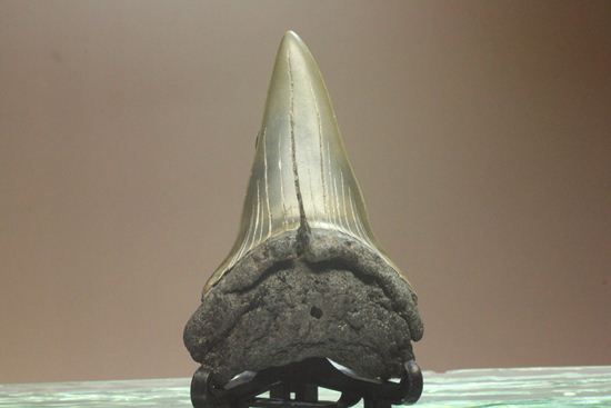 ぶ厚い！ヘビー級のアオザメの歯化石（その7）