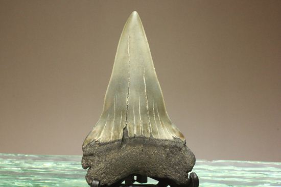 ぶ厚い！ヘビー級のアオザメの歯化石（その8）