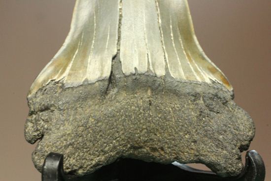 ぶ厚い！ヘビー級のアオザメの歯化石（その9）