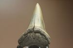 ぶ厚い！ヘビー級のアオザメの歯化石