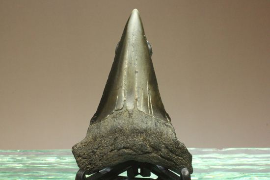 エナメルが美しいアオザメの歯化石（その1）