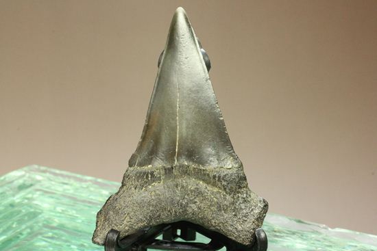エナメルが美しいアオザメの歯化石（その10）