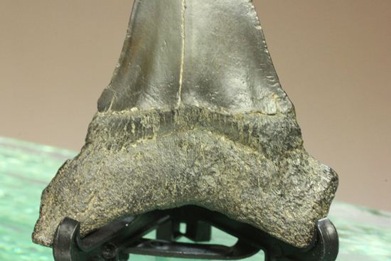 エナメルが美しいアオザメの歯化石（その11）