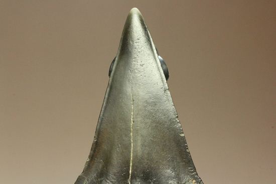 エナメルが美しいアオザメの歯化石（その12）