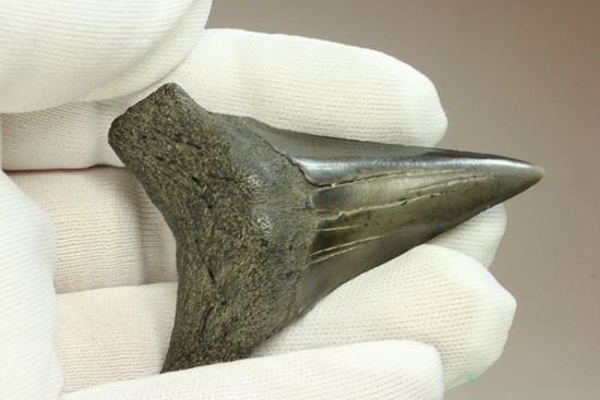 エナメルが美しいアオザメの歯化石（その13）