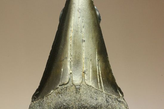 エナメルが美しいアオザメの歯化石（その3）