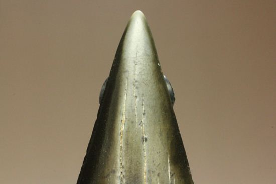エナメルが美しいアオザメの歯化石（その4）