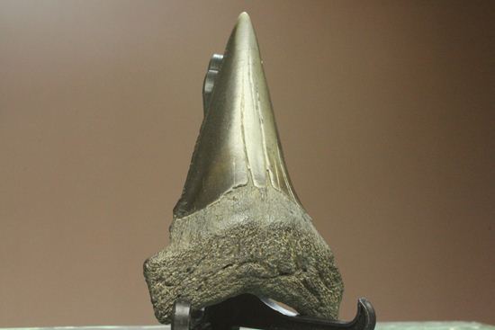 エナメルが美しいアオザメの歯化石（その5）