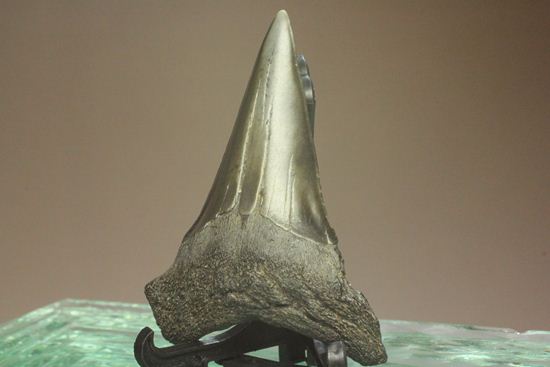 エナメルが美しいアオザメの歯化石（その6）