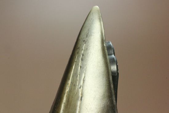 エナメルが美しいアオザメの歯化石（その7）