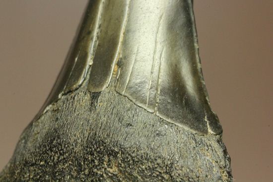 エナメルが美しいアオザメの歯化石（その8）