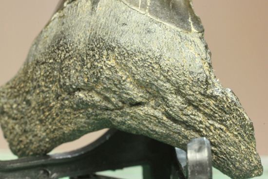エナメルが美しいアオザメの歯化石（その9）