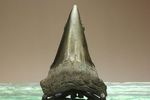 エナメルが美しいアオザメの歯化石