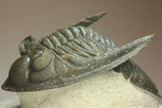 いいんですか？この複眼！非常に形の良い、三葉虫オドントチーレ・スピニフェラ化石（その1）