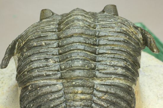 いいんですか？この複眼！非常に形の良い、三葉虫オドントチーレ・スピニフェラ化石（その10）