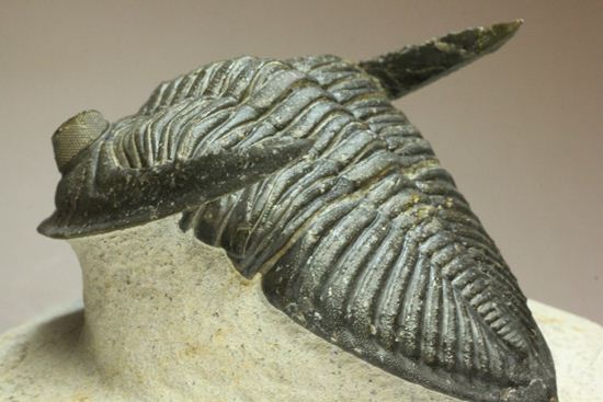 いいんですか？この複眼！非常に形の良い、三葉虫オドントチーレ・スピニフェラ化石（その11）