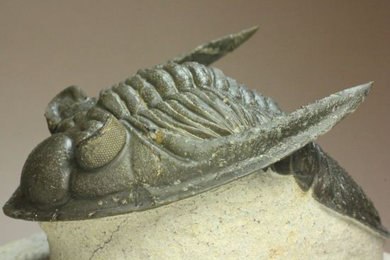 いいんですか?この複眼!非常に形の良い、三葉虫オドントチーレ・スピニフェラ化石(その12)