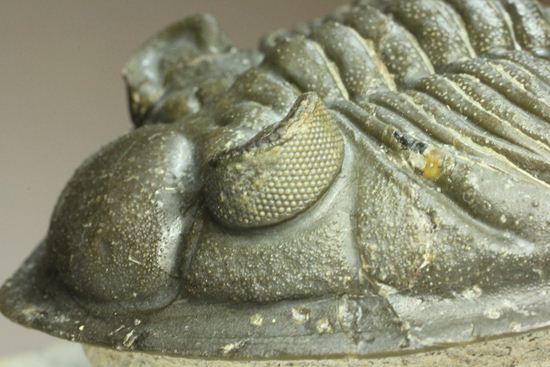 いいんですか？この複眼！非常に形の良い、三葉虫オドントチーレ・スピニフェラ化石（その13）