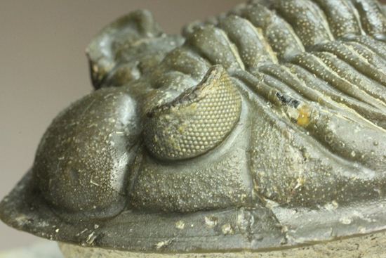 いいんですか?この複眼!非常に形の良い、三葉虫オドントチーレ・スピニフェラ化石(その13)
