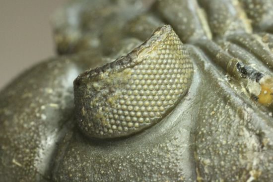いいんですか?この複眼!非常に形の良い、三葉虫オドントチーレ・スピニフェラ化石(その14)