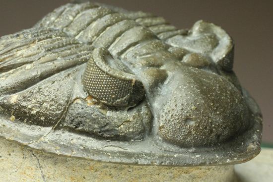 いいんですか？この複眼！非常に形の良い、三葉虫オドントチーレ・スピニフェラ化石（その16）