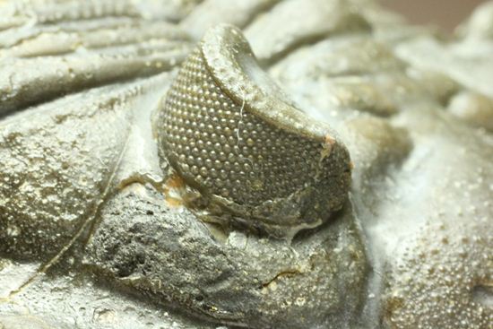 いいんですか?この複眼!非常に形の良い、三葉虫オドントチーレ・スピニフェラ化石(その17)