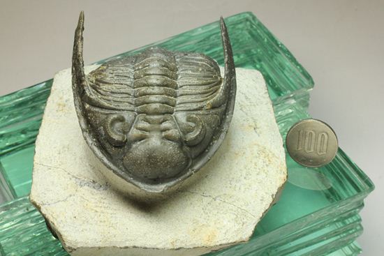 いいんですか?この複眼!非常に形の良い、三葉虫オドントチーレ・スピニフェラ化石(その18)