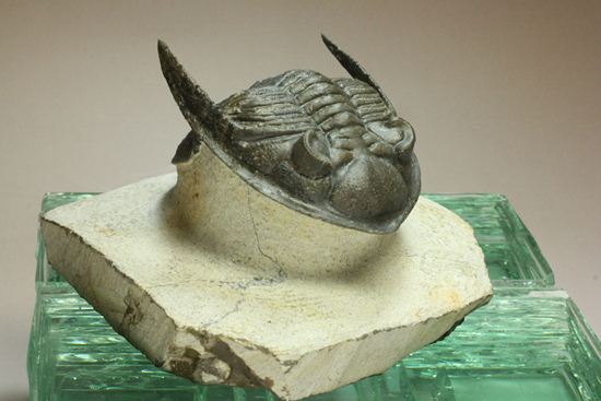 いいんですか？この複眼！非常に形の良い、三葉虫オドントチーレ・スピニフェラ化石（その2）