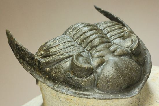 いいんですか?この複眼!非常に形の良い、三葉虫オドントチーレ・スピニフェラ化石(その20)