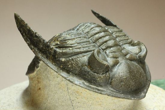いいんですか？この複眼！非常に形の良い、三葉虫オドントチーレ・スピニフェラ化石（その3）