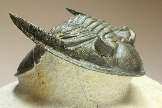いいんですか？この複眼！非常に形の良い、三葉虫オドントチーレ・スピニフェラ化石（その4）