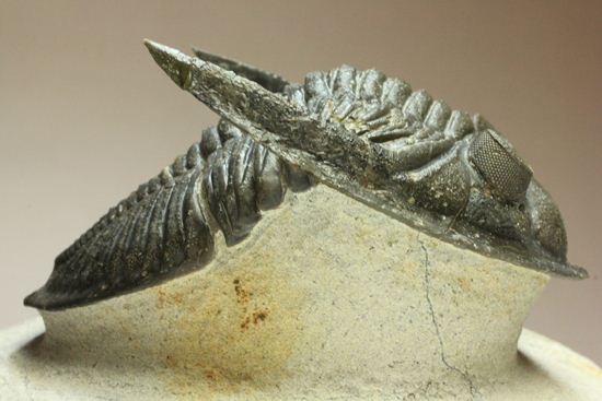 いいんですか？この複眼！非常に形の良い、三葉虫オドントチーレ・スピニフェラ化石（その5）