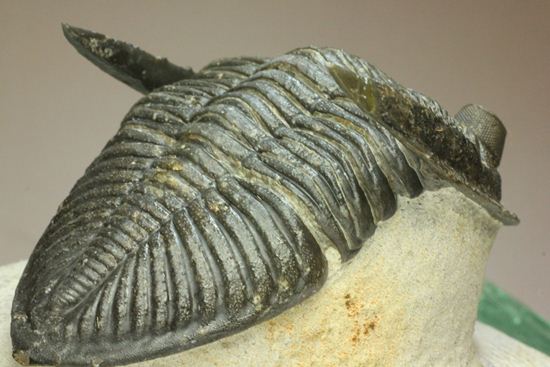 いいんですか？この複眼！非常に形の良い、三葉虫オドントチーレ・スピニフェラ化石（その6）
