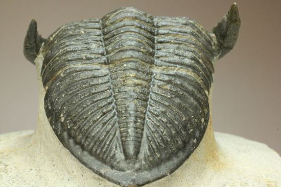 いいんですか？この複眼！非常に形の良い、三葉虫オドントチーレ・スピニフェラ化石（その7）