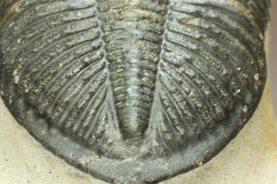 いいんですか?この複眼!非常に形の良い、三葉虫オドントチーレ・スピニフェラ化石(その8)