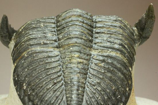 いいんですか？この複眼！非常に形の良い、三葉虫オドントチーレ・スピニフェラ化石（その9）