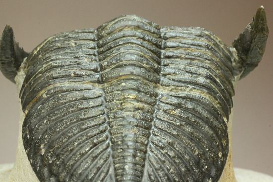 いいんですか?この複眼!非常に形の良い、三葉虫オドントチーレ・スピニフェラ化石(その9)