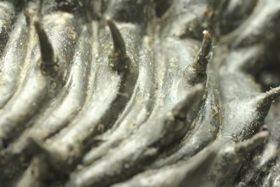 巨大！360度ビューの三葉虫ドロトプス・アルマータス化石（その11）