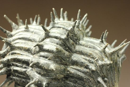 巨大！360度ビューの三葉虫ドロトプス・アルマータス化石（その15）