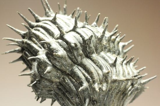 巨大！360度ビューの三葉虫ドロトプス・アルマータス化石（その16）